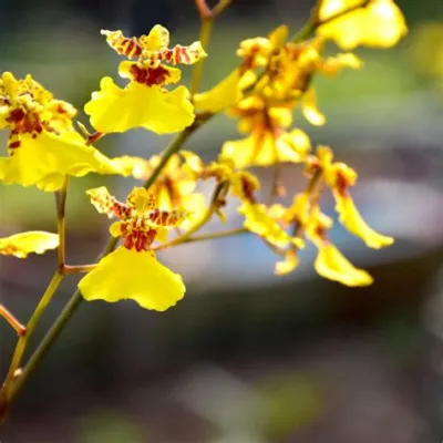 Understanding Orchids: A Thai Master Gardener's Guide to Cultivating Exquisite Blooms